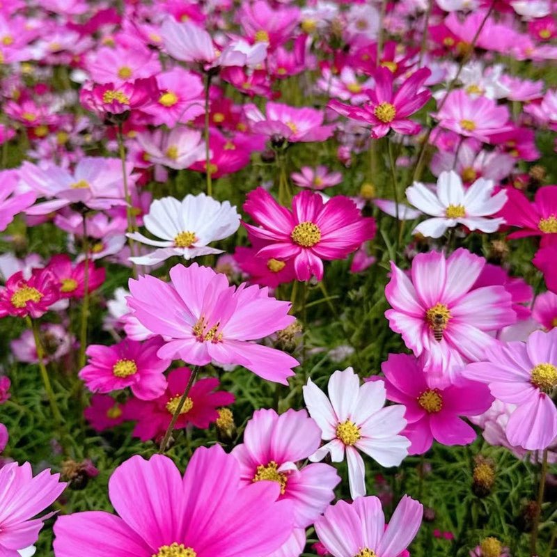 Cosmos Seeds - Verdseeds
